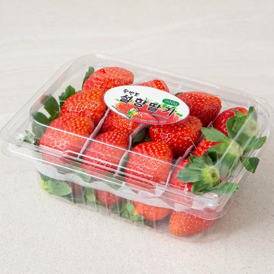 딸기 한반도 설향 딸기