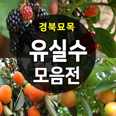 능소화 [경북농원] 유실수 나무묘목 종합모음전, 1개