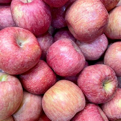 사과 당도선별 부사 사과 못난이 가정용 청송 안동 산지직송, 못난이 5kg 중과(16~18과), 1개