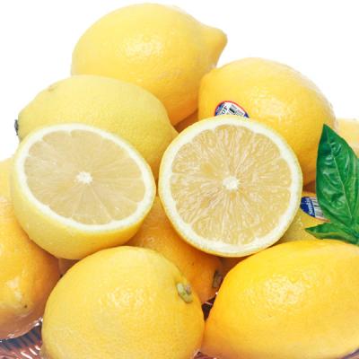 레몬 썬키스트 [팜플러스]정품 팬시레몬 22과